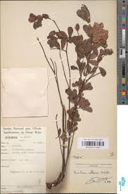 Image result for Humularia