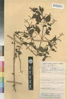 Image result for Basilicum polystachyon