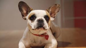 Modern Family Stella Animals Friends Modern Family Modern Family Tv Show