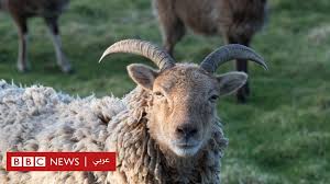 #علامات الشيوع الجنسي في الاغنام و الماعز او حالة الشبق في الغنم و المعز. Ø§Ù„Ø®Ø±Ø§Ù Ù„ÙŠØ³Øª ØºØ¨ÙŠØ© ÙƒÙ…Ø§ ÙŠØ¹ØªÙ‚Ø¯ Ø§Ù„Ø¨Ø¹Ø¶ Bbc News Ø¹Ø±Ø¨ÙŠ