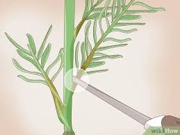 Use pruning scissors and take several cuttings that are about 10 to 12 cm long. How To Grow Lavender From Cuttings With Pictures Wikihow