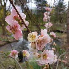 Some of our most popular plants were sold out by saturday afternoon! Chaenomeles X Toyo Nishiki