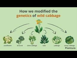 Cabbage How We Modified Its Genetics Kohl Palmkohl Obst Und Gemuse