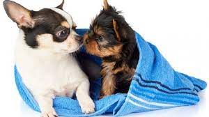 Chihuahua yorkie mix male black female white 8 weeks vaccinated and dewormed come with health records. Chorkie Learn All About This Sassy Yorkie Chihuahua Mix All Things Dogs All Things Dogs