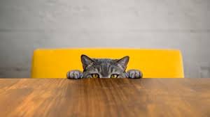 Soak the area with carpet cleaner or a few drops of dish detergent mixed with water. How To Get Rid Of Cat Pee Smell Realtor Com