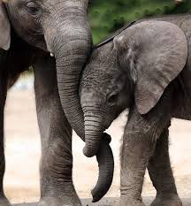 Nature Blog Afrika Fil Hayvan Bebekler Filiz
