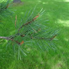 Image result for Pinus