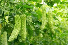 Bottle gourds require evenly moist soil to ensure the best and fast growth. How To Grow Bitter Melon Growing Bitter Gourd In Pots Mirella Garden Manage Gfinger Is The Best Garden Manage App