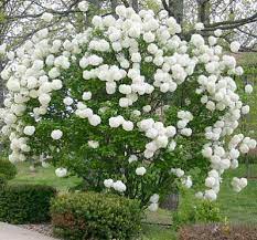 Snowball Viburnum Bush Flowering Bushes Plants Garden Shrubs