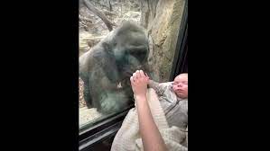 Gorilla Is Mesmerized By Newborn Baby Visiting Zoo Nerdist