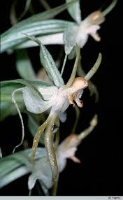 Image result for Habenaria macrura