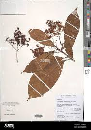 Image result for Corynanthe