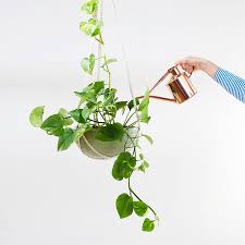 There are so many indoor and outdoor plants that are dangerous and harmful to our beloved kitties. Devil S Ivy Epipremnum Aureum Angus Celeste