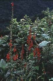 Image result for Campanulaceae