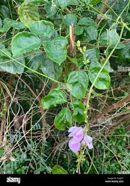 Image result for Canavalia cathartica