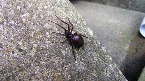 The false black widow is about the same size as a true black widow, but it doesn't have the red hourglass pattern on. False Widow Spider The Wildlife Trusts