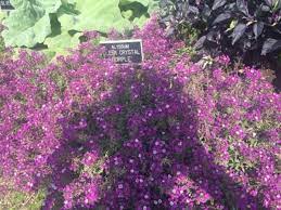 Excellent beneficial plant, edgings, borders, beds, rock gardens, window boxes, and hanging baskets. Sweet Alyssum How To Grow And Care For This Flowering Ground Cover Dengarden
