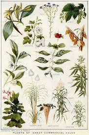 Olddesignshop Plantsofgreatcommercialvalue Botanical Illustration Vintage Botanical Botanical Prints