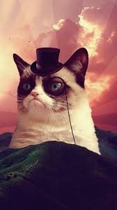 Find the best free stock images about cat meme. Grumpy Cat Grumpy Cat Cats Cat Top
