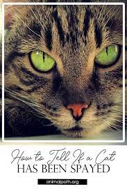 How To Tell If A Cat Has Been Spayed Cats Spay Cat Behavior