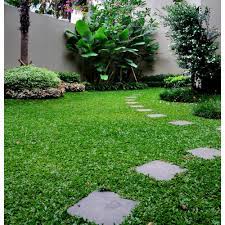 Jual bibit biji rumput taman dan lapangan sepakbola | pusat rumput sintetis taman | rumput sintetis golf | rumput sintetis swiss | rumput sintetis jepang | kami adalah pejual dan suppleir rumput gajah mini dalam bentuk benih dan biji rumput dengan harga yang relatif murah dan berkualitas. Jual Bibit Rumput Gajah Mini