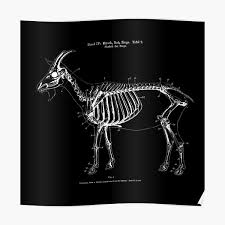 Anatomy of outer ear diagram. Cow Anatomy Black White Vintage Drawing Poster By Bergulator Redbubble