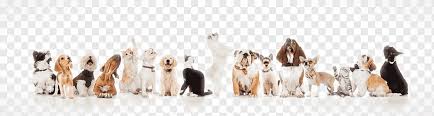 Im kontakt mit anderen bleiben und den status immer neu lustige tierbilder: Susser Hund Tier Tierbilder Tiere Png Pngwing