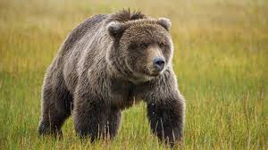 The statewide black bear population in washington likely ranges. Man Rescued In Alaska After Week Long Bear Attack Ordeal Bbc News