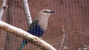 Omaha's zoo working to protect birds from avian flu