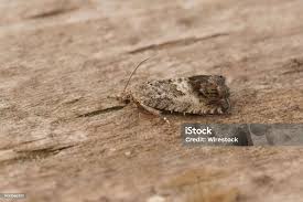 Image result for Cydia splendana