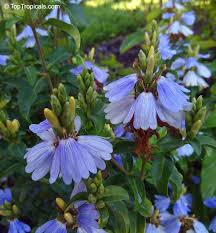 Image result for Sclerochiton hirsutus