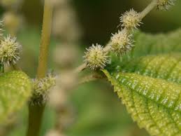 Image result for Boehmeria macrophylla