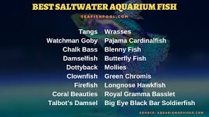 Fish food and tank supplies up to 80% off! Best Saltwater Aquarium Fish For Beginners Seafish
