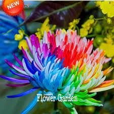 Big Sale Rainbow Chrysanthemum Flower Seeds Rare Color Diy Home Garden Flower Plant 50 Pieces Lot Axf5m7 In Bonsai From Hom Semena Cvetov Hrizantemy Cvetok