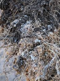 Image result for Haumaniastrum katangense