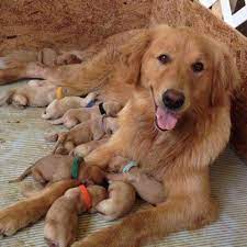 Dog sale · cute puppies · puppies for sale · dog adoption Golden Retriever Puppies For Sale In Griffin Georgia Classified Americanlisted Com
