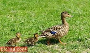 صور بط البلقيش اجمل صور لبط البلقيش ومعلومات عنه British Wildlife Wood Ducks Surrey England