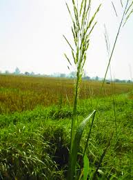 Image result for Oryza longistaminata