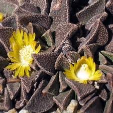 Image result for Nananthus