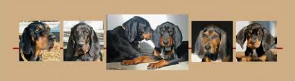 Black And Tan Coonhound Vs Bloodhound American Black And Tan Coonhound Rescue Saving Coonhounds And Bloodhounds Coonhound Redbone Coonhound Bluetick Coonhound