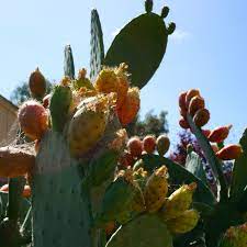 How to grow and propagate opuntia in your garden by linda prickly pear flower color varies by type, usually yellow, red or purple. How To Eat Prickly Pear A K A Cactus Fruit A K A Tunas 5 Steps Instructables
