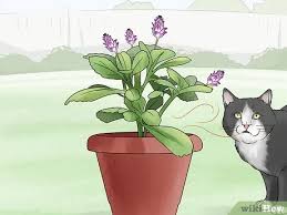 You can also try to create a place in the garden just for the cat. 11 Ways To Keep Cats Out Of Your Yard Wikihow