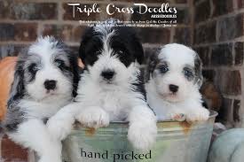 River and magic will be bred in the late winter/spring. Texas Aussiedoodles For Sale Triple Cross Doodles