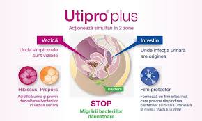 Pentru infecțiile dureroase cu fungi sau candidă, sucul de merișoare este una cea mai bună alternativă la antibioticele sintetice. Utipro Plus Pentru Tratamentul Complet Al Infectiilor Urinare Catena