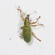 Image result for Volusia amboinensis