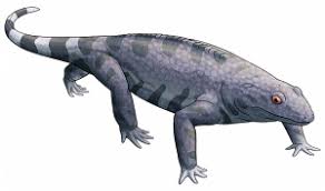 Image result for Phacelurus
