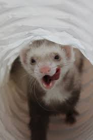 87 Ferrets Ideas Cute Ferrets Ferret Cute Animals