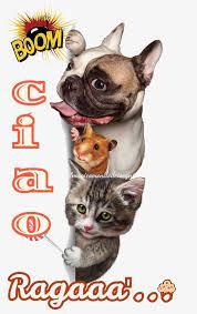 Cartoline Ciao Raga Il Magico Mondo Dei Sogni Animals French Bulldog Good Morning