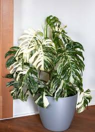 The stem is green and white and has an aerial root please note: Variegated Indoor Plants The Science Behind The Latest Houseplant Tre Pistils Nursery