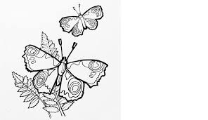 Download Colouring Pages For Kids And Adults Natural History Museum